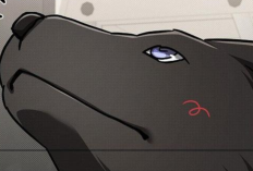 The Cutest Couple! Spoiler & Reading Link BL Manhwa Don’t Mess With the Puppy! Chapter 47 English Translation